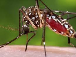 Mosquito dance martin speake, phelan burgoyne, matthew forbes. Genetically Modified Mosquitoes Cleared For Release In Us