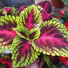 Image result for Coleus maculosus
