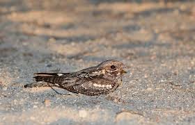 Ziegenmelker (caprimulgus europaeus), einzelnes tier bei tagesruhe auf einem ast (österreich, burgenland, mai 2016). Ziegenmelker Natur Brandenburg