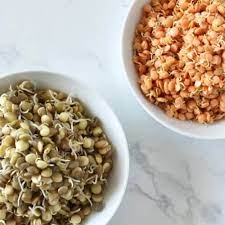 Lentil Sprouts How To Grow Eat And Store