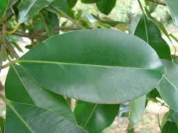 Media in category calophyllum brasiliense the following 166 files are in this category, out of 166 total. Calophyllum Brasiliense Alchetron The Free Social Encyclopedia