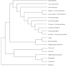 Image result for Magnistipula