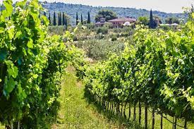 How To Start A Winery According To A Thriving Winemaker • Winetraveler