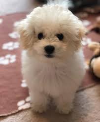 I have now expanded my bolognese family to include evangeline, who blessed me with five fine puppies her first litter. Bolognese Puppies For Sale Beautiful Puppies For Sale Facebook