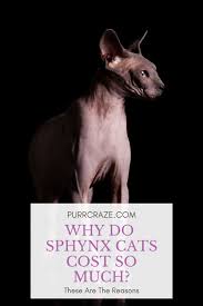 We collected up to 189 ads from hundreds of classified sites for you! Here Is Why Sphynx Cats Cost So Much Purr Craze