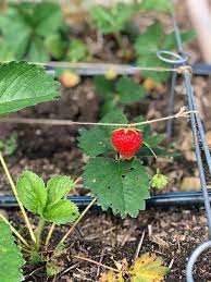 Stash berries in the fridge, preferably in the crisper—yes, it's time to learn the right way to use your crisper drawer. The Ultimate Guide To Choosing And Growing Strawberries