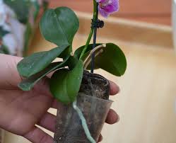 And you don't know what to use it for, you can use it as a mulch. Repotting Orchids Mygarden Com