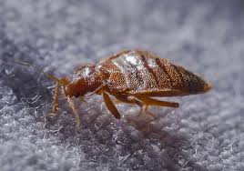 Our four season's protection plan combines advanced, proactive treatments with pests' seasonal behavior to keep your lake. Bed Bugs Frugal Pest Control