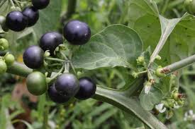 Image result for Solanum scabrum