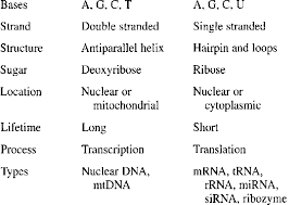 The Differences Between Dna And Rna Dna Rna Download Table