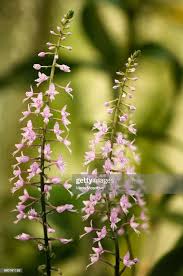 Image result for Stenoglottis