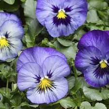 Pansy Speedy Delta Frost Pansies Flower Farm Summer Bedding Plants
