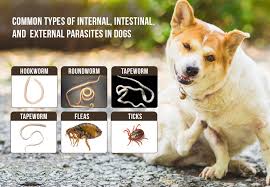 Evidence of worms can show up in dog stool and vomit in a couple of ways: Common Types Of Internal Intestinal And External Parasites In Dogs