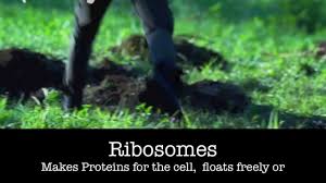 We did not find results for: Cell Analogies The Hunger Games Youtube