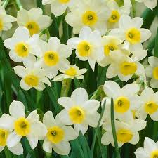 Narcissus Minnow One Of The Smallest Daffodils Fondos Bonitos Bonito Fondos