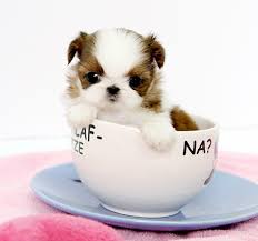 Royal Teacup Puppies Shih Tzu Puppy Teacup Puppies Shih Tzu
