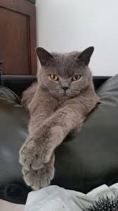 Harry The British Blue Shorthair Buyuk Kediler Hayvanlar Ve Kedi