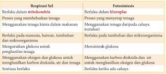 Maybe you would like to learn more about one of these? Proses Respirasi Sel Dan Fotosintesis Saling Melengkapi Quizizz