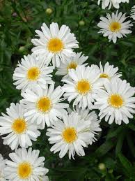 So these plants have figured out how to use these smells to manipulate both humans and insects. 14 Plants That Stink Hgtv