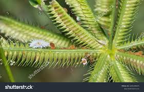 Image result for Eriosema affine