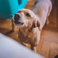 Par exemple, il est préférable d'adopter un ton conciliant lorsque le voisin à l'origine des troubles du voisinage est de bonne foi et ne pensait pas créer de désagrément. Nuisances Sonores Et Aboiements De Chiens Que Faire