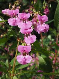 The spring season is the ideal time to dress your home in a variety of bright blooms that can add major personality to your space. Balsam Himalayan Balsam Plant Blossom Bloom Pink Impatiens Glandulifera Indian Springkraut Red Spring Herb Himalayan Balsa Mine Pxfuel