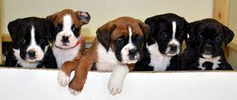 Tysadie's boxers and bulldogs/barre ma. Massachusetts Boxer Puppies