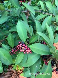 Image result for Ardisia staudtii