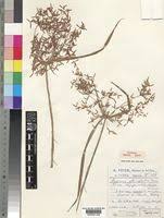 Image result for Cyperus pseudoleptocladus