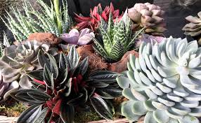 Country inn & suites by radisson, pensacola west, fl. Desert Style Gardens Pensacola Zones