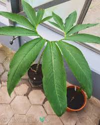 Image result for Sauromatum venosum