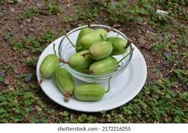 Image result for Zehneria