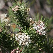 Pineneedle Milkweed And A Juniper Hairstreak Callophrys Gryneus Butterfly Flowers Attract Butterflies And It Is One Asclepias Milkweed Arizona Wildflowers