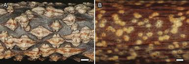 Image result for Putterlickia verrucosa