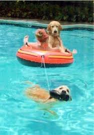 These Dogs Are Love Relaxing In The Pool Dog Forum Dogs Golden Retriever Dog Life