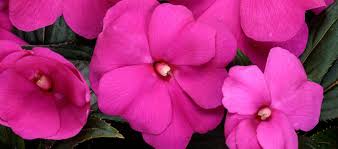 Their introduction into the commercial floriculture industry is rather recent, with the first commercial varieties appearing on the market in the early 1970s. New Guinea Impatiens Care How To Grow New Guinea Impatiens
