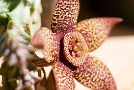 Image result for Stapelia