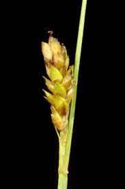 Image result for Carex echinochloe