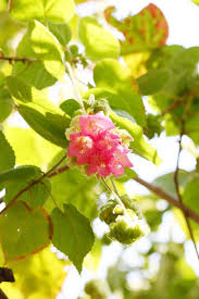 Image result for Dombeya acutangula