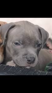 Xl xxl american bully puppies dog for sale to world wide. Bully Puppies For Sale Wexford Xl Dogs For Sale Ireland