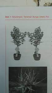 Maybe you would like to learn more about one of these? Sama Ini Tanaman Apa Yaa Pelajaran Plh Kelas 4 Sd Gambarnyaa Hitam Putihh Duhh Brainly Co Id