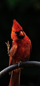 Birds That Look Like Cardinals But Aren T Hi There Got Cardinal Snacks Beautiful Birds Pet Birds Pretty Birds