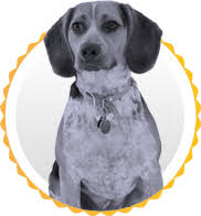 Complementary foods, on the other hand, do not contain everything a dog needs and so have to be. Hi Standard Dog Food Dog Food Recipes High Quality Dog Food Dogs