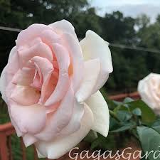 Dear rose lovers, your beautiful flowers pictures, especially kordes roses, with your comments and your own. Top Ten Roses For 2020 Gaga S Garden