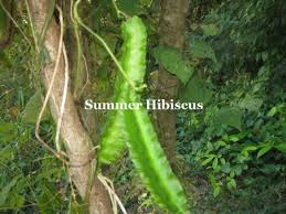 Image result for Psophocarpus grandiflorus