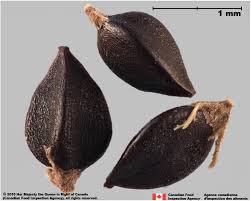 Image result for Polygonum aviculare