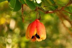 Image result