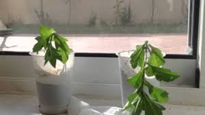 Does putting bleach in flowers. Will Deck Cleaner Kill Plants Non Toxic Options Backyard Sidekick