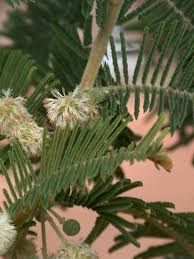 Image result for Acacia montigena