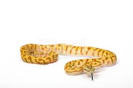 White line albino, granite á 150€ Teppich Python Stockfotos Freeimages Com